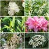 Roots Plants Best Flowering Evergreen Shrubs Hydrangea