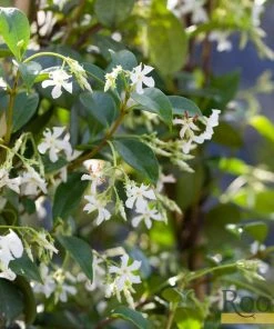 Roots Plants Star Jasmine | Trachelospermum 'Jasminoides' | On A 90cm Cane In A 3L Pot