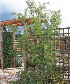 Roots Plants Trees & Shrubs Corkscrew Willow | Salix Matsudana 'Tortuosa'