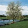 Roots Plants Trees & Shrubs Corkscrew Willow | Salix Matsudana 'Tortuosa'