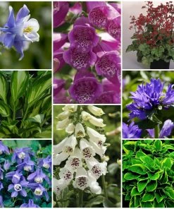 Roots Plants Perfect Plants For Shade Perennials