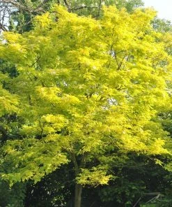 Roots Plants Trees & Shrubs Honeylocust Tree | Gleditsia Triacanthos 'Sunburst'