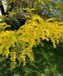 Roots Plants Trees & Shrubs Honeylocust Tree | Gleditsia Triacanthos 'Sunburst'