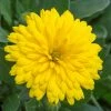 Roots Plants Calendula Power Daisy 'Sunny' | 3L Pot