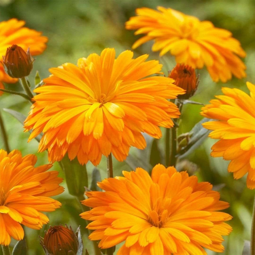 Roots Plants Calendula Power Daisy 'Tango' | 3L Pot Perennials 3 Roots Plants Calendula Power Daisy 'Tango' | 3L Pot Perennials