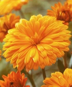 Roots Plants Calendula Power Daisy 'Tango' | 3L Pot Perennials 6 Roots Plants Calendula Power Daisy 'Tango' | 3L Pot Perennials