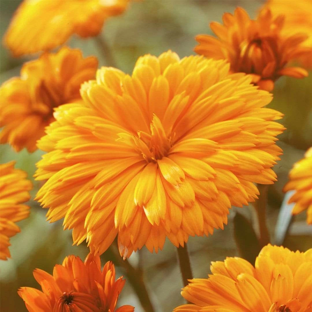 Roots Plants Calendula Power Daisy 'Tango' | 3L Pot Perennials 4 Roots Plants Calendula Power Daisy 'Tango' | 3L Pot Perennials