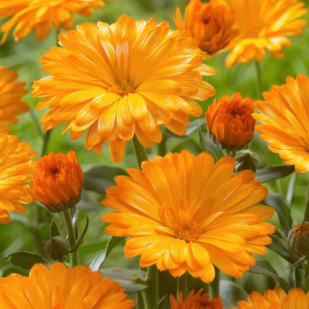 Roots Plants Calendula Power Daisy 'Tango' | 3L Pot Perennials 5 Roots Plants Calendula Power Daisy 'Tango' | 3L Pot Perennials