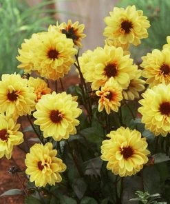 Roots Plants 30cm Dahlia Temptation 'Gold' | 1L Pot