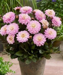 Roots Plants 30cm Dahlia Temptation 'Pink Bicolour' | 1L Pot Dahlias