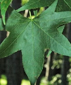 Roots Plants Thea Liquidambar Tree