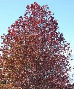 Roots Plants Thea Liquidambar Tree 7 Roots Plants Thea Liquidambar Tree