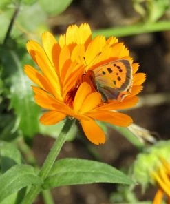 Roots Plants Small Organic Veg Companion Plant Pack Companion Plants