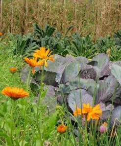 Roots Plants Small Organic Veg Companion Plant Pack Companion Plants