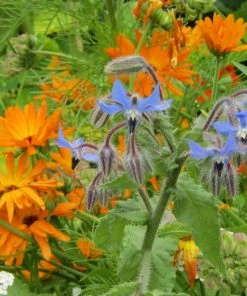 Roots Plants Organic Edible Flower Pack | 40 Plants All Vegetable Plants