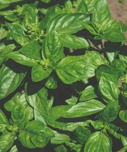 Roots Plants All Vegetable Plants 12 Organic Italian Herbs Plants