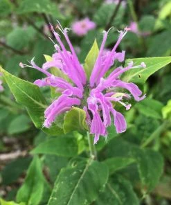 Roots Plants 12 Organic Botanicals Herb Plants For Gin