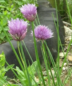 Roots Plants 3 Organic Chives Plants Herbs