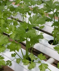 Roots Plants Herbs 3 Organic Coriander Plants