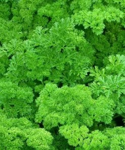 Roots Plants 3 Organic Curly Parsley Plants Herbs