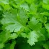 Roots Plants 3 Organic Flat Leaf Parsley Plants Herbs