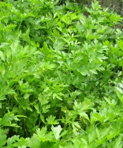 Roots Plants 3 Organic Flat Leaf Parsley Plants Herbs 7 Roots Plants 3 Organic Flat Leaf Parsley Plants Herbs