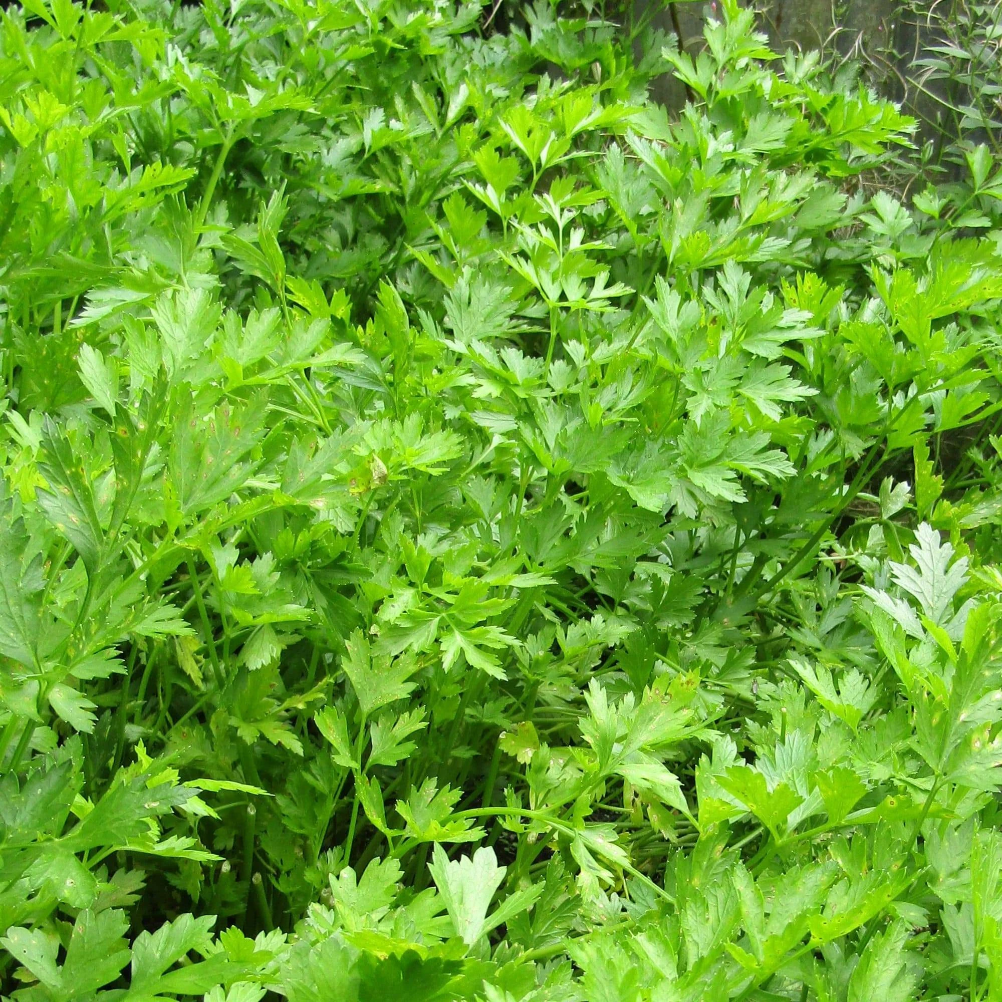 Roots Plants 3 Organic Flat Leaf Parsley Plants Herbs 4 Roots Plants 3 Organic Flat Leaf Parsley Plants Herbs