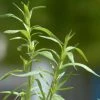 Roots Plants Herbs 3 Organic French Tarragon Plants