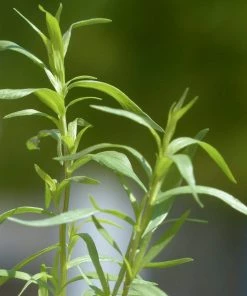 Roots Plants Herbs 3 Organic French Tarragon Plants