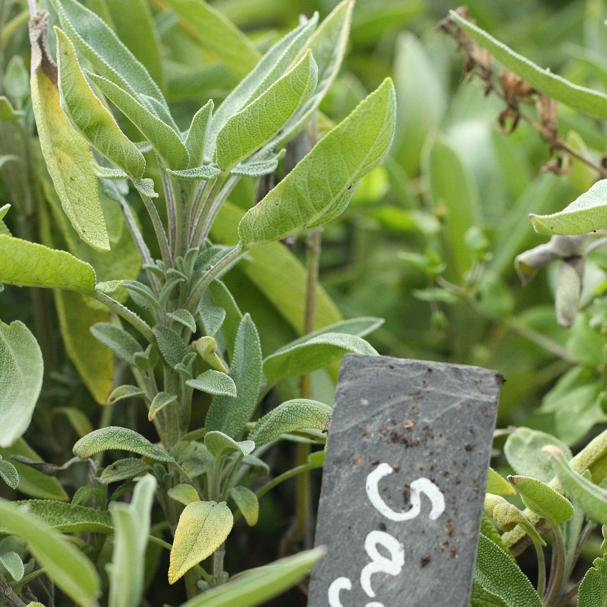 Roots Plants Herbs 3 Organic Sage Plants 4 Roots Plants Herbs 3 Organic Sage Plants