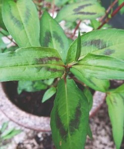 Roots Plants 3 Organic Vietnamese Coriander Plants Herbs