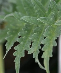 Roots Plants Brassicas & Leafy Greens 5 Organic 'Green Globe' Artichokes Plants
