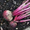 Roots Plants 10 Organic 'Detroit' Beetroot Plants