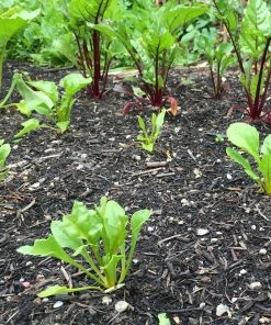 Roots Plants 30 Mixed Organic Beetroot Plants