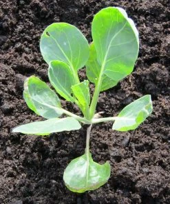 Roots Plants Brassicas & Leafy Greens 10 Organic 'Evesham Special' Brussels Sprouts Plants