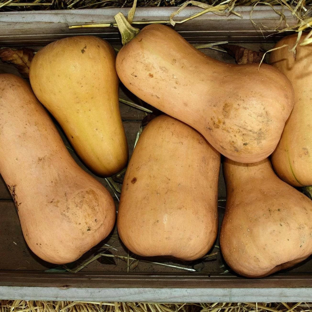 Roots Plants 3 Organic 'Waltham Butternut' Butternut Squash Plants Root Vegetables 4 Roots Plants 3 Organic 'Waltham Butternut' Butternut Squash Plants Root Vegetables