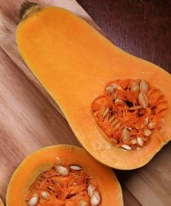 Roots Plants 3 Organic 'Waltham Butternut' Butternut Squash Plants Root Vegetables 8 Roots Plants 3 Organic 'Waltham Butternut' Butternut Squash Plants Root Vegetables