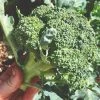 Roots Plants 10 Organic 'Green Sprouting' Calabrese Broccoli Plants Brassicas & Leafy Greens