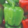 Roots Plants 3 Organic 'Californian Wonder' Sweet Pepper Plants