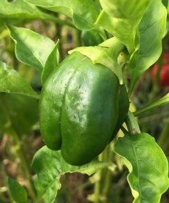 Roots Plants 63 Organic Stir Fry Vegetable Plants All Vegetable Plants 17 Roots Plants 63 Organic Stir Fry Vegetable Plants All Vegetable Plants