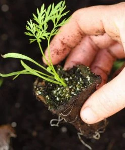 Roots Plants 10 Organic 'Early Nantes' Carrots Plants Root Vegetables