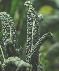 Roots Plants Brassicas & Leafy Greens 10 Organic 'Nero Di Toscana' Kale Plants