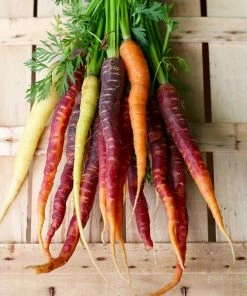Roots Plants 58 Colourful Vegetable Plants | Eat The Rainbow All Vegetable Plants