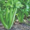 Roots Plants 10 Organic 'Green Utah' Celery Plants