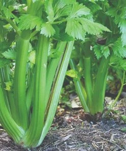 Roots Plants 10 Organic 'Green Utah' Celery Plants