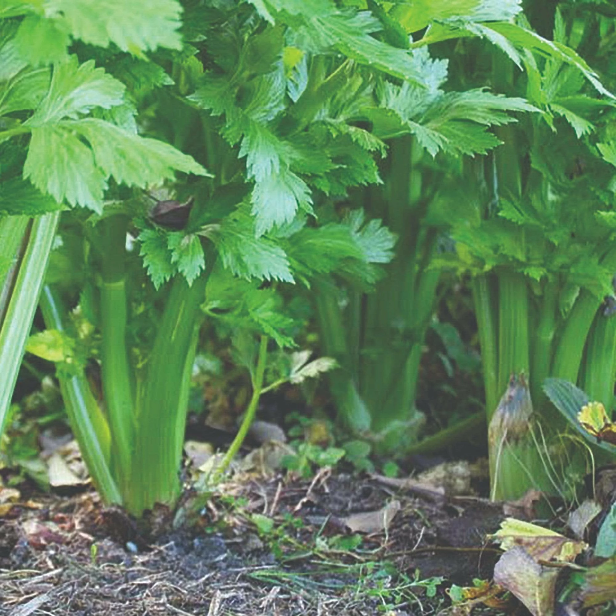 Roots Plants 10 Organic 'Green Utah' Celery Plants 4 Roots Plants 10 Organic 'Green Utah' Celery Plants