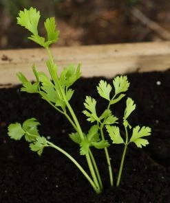 Roots Plants 10 Organic 'Green Utah' Celery Plants 7 Roots Plants 10 Organic 'Green Utah' Celery Plants