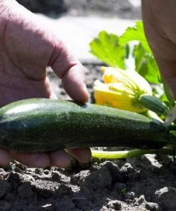 Roots Plants 3 Organic 'Green Bush' Courgette Plants Courgettes