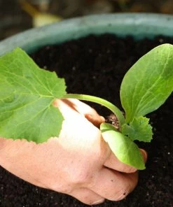 Roots Plants All Vegetable Plants 38 Easy To Grow Vegetable Plants | Ideal For Beginners 10 Roots Plants All Vegetable Plants 38 Easy To Grow Vegetable Plants | Ideal For Beginners