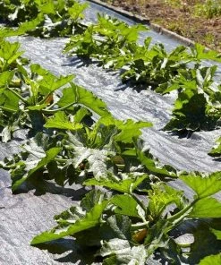 Roots Plants 3 Organic 'Atena Polka' Yellow Courgette Plants Courgettes